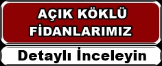 acik-kok1.jpg