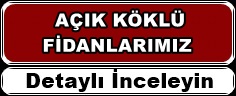 acik-kok1.jpg