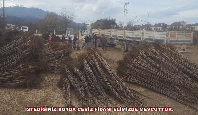 ceviz-fidani-ihracati.jpg