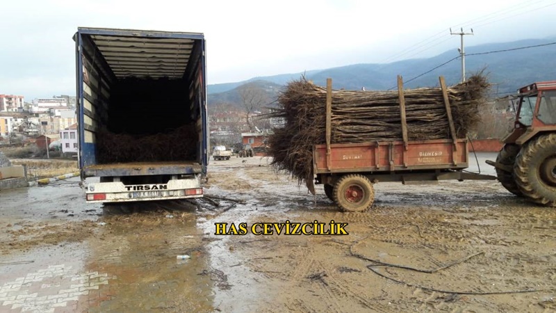 ceviz-fidani-sarimi3.jpg